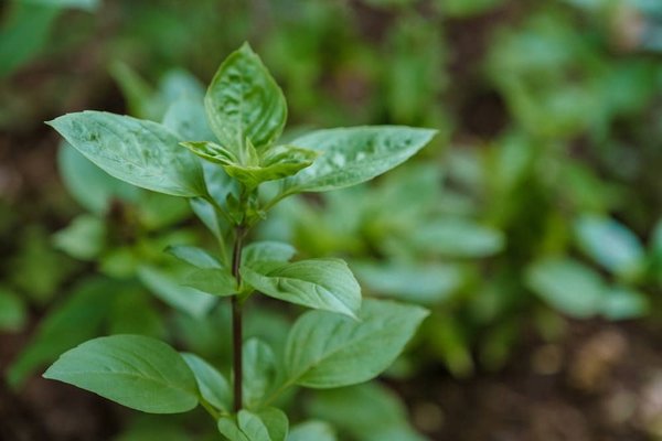 Les métiers verts : s'orienter vers un avenir durable