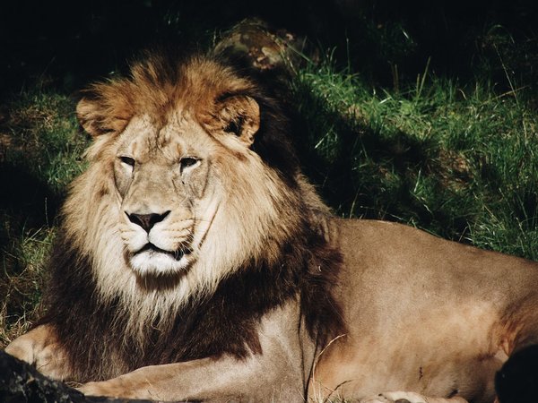 Pourquoi ne pas nourrir les animaux sauvages ?