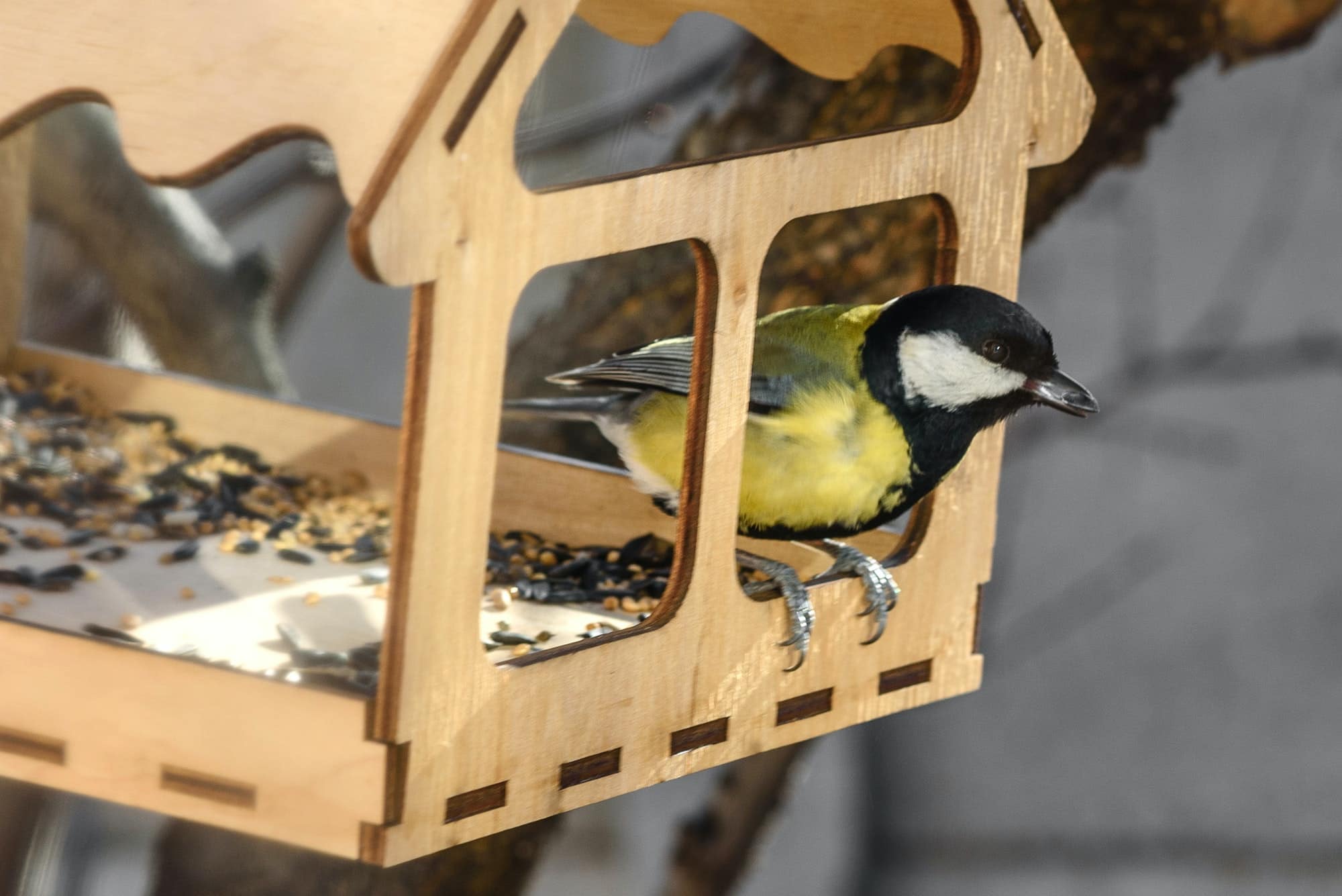 Observer de près : les mangeoires connectées révolutionnent l’expérience des amateurs d’oiseaux