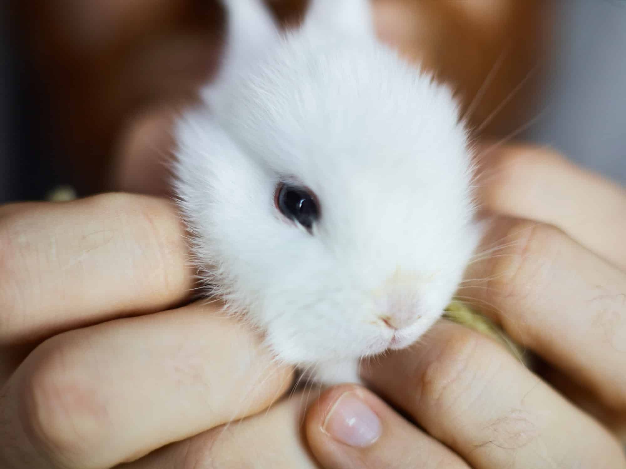 Quels sont les aliments préférés d’un lapin extra nain?