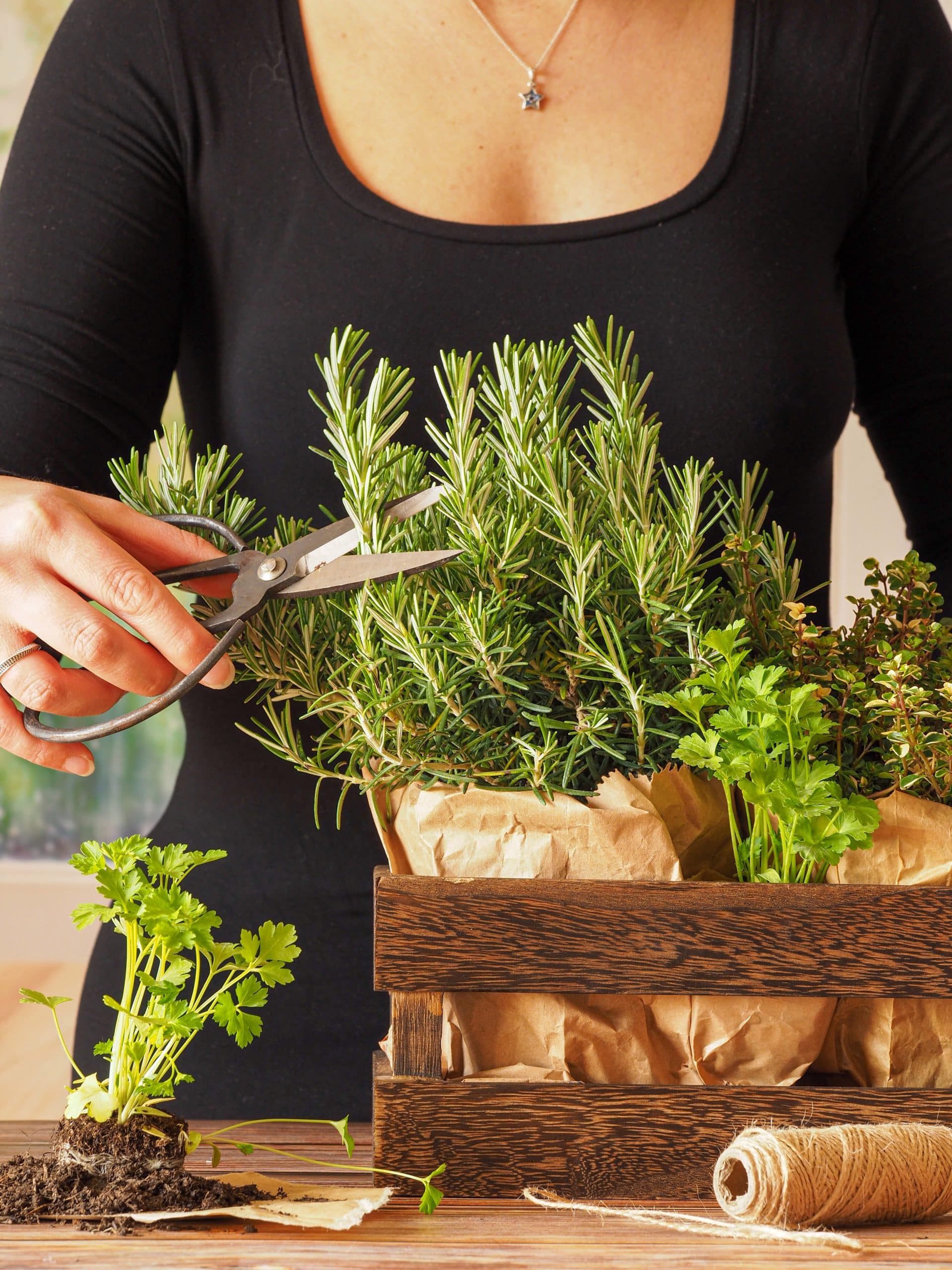 Cultiver son propre jardin aromatique en intérieur : conseils pour débutants.
